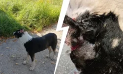 Фонд «Ника» оказывает помощь пострадавшей собаке в Химках с поддержкой Ирины Волк и MONA fond nika okazyvaet pomoshh postradavshej sobake v himkah s podderzhkoj iriny volk i -ul-rks-ru-0