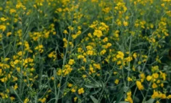 krasnoyarskie uchenye razrabotali sulfat magniya 518 dlya berezhnoj sushki rapsa-ul-rks-ru-0