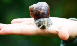 Лариса Волкова из ПНИПУ предупреждает об опасности терапии с Achatina fulica larisa volkova iz pnipu preduprezhdaet ob opasnosti terapii s -ul-rks-ru-0