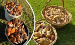 luchshie gribnye mesta podmoskovya osenyu glazami viktora aleny i aleksandry-ul-rks-ru-0