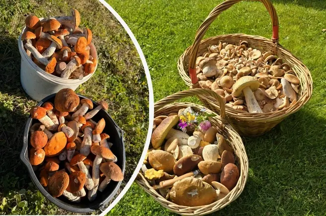 Любители тихой охоты похвастались богатым урожаем грибов в лесах Подмосковья | Источник: Yana Lesina / Алена Игоревна / Грибы в Подмосковье 2025 / VK.com