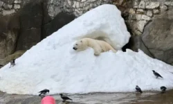 Московский зоопарк заботится о белых медведях Айке и Терпее круглый год moskovskij zoopark zabotitsya o belyh medvedyah ajke i terpee kruglyj god-ul-rks-ru-0