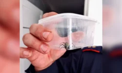 Никита Кифель рассказал о пауках-осах в Пермском крае без риска для людей nikita kifel rasskazal o paukahosah v permskom krae bez riska dlya lyudej-ul-rks-ru-0