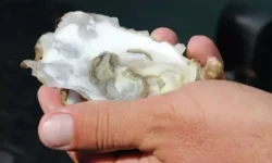 Разработка препарата для борьбы с паразитом Perkinsus marinus в устричных хозяйствах ТПУ и партнерами razrabotka preparata dlya borby s parazitom v ustrichnyh hozyajstvah tpu i partnerami-ul-rks-ru-0