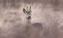 УАЗ и косуля стали доказательствами против браконьера от УМВД России uaz i kosulya stali dokazatelstvami protiv brakonera ot umvd rossii-ul-rks-ru-0