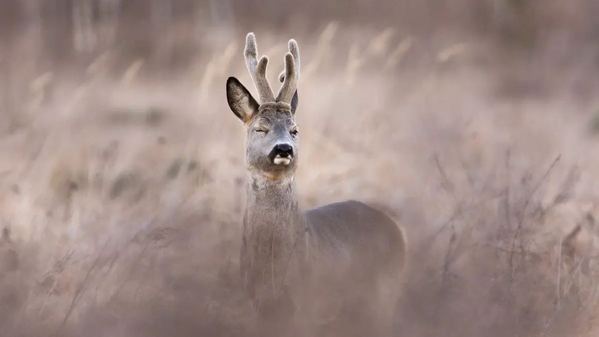 Занимавшийся незаконной охотой курганец на ходу выбросил из машины мертвую косулю