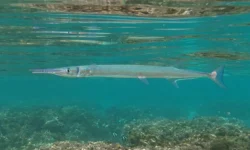 Акшай Анил Маджаликар и необычное нападение рыбы Tylosurus crocodilus akshaj anil madzhalikar i neobychnoe napadenie ryby -ul-rks-ru-0