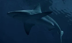 Барак Цах и уникальный случай с темными акулами Carcharhinus obscurus barak czah i unikalnyj sluchaj s temnymi akulami -ul-rks-ru-0