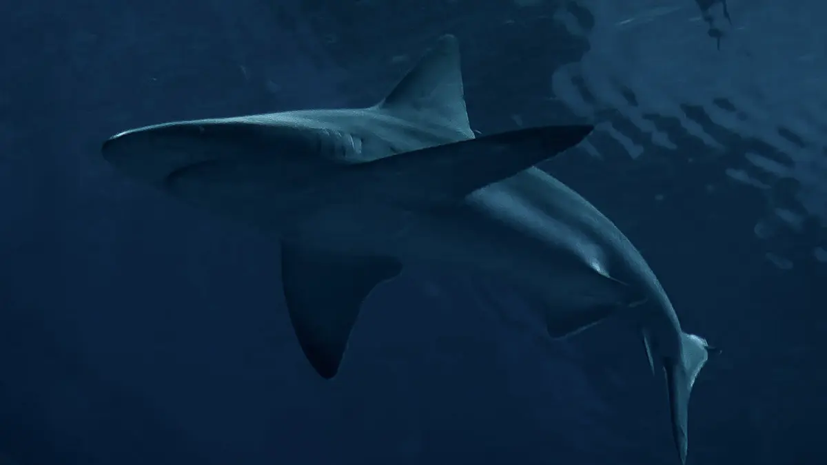 В Израиле зафиксировали первый случай нападения акул, считавшихся безобидными