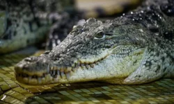 Береговая охрана Филиппин сообщает о крокодиле у Палавана и его защите beregovaya ohrana filippin soobshhaet o krokodile u palavana i ego zashhite-ul-rks-ru-0