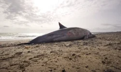 Доктор Дэвис объясняет связь дельфинов, цианобактерий и болезни Альцгеймера doktor devis obyasnyaet svyaz delfinov czianobakterij i bolezni alczgejmera-ul-rks-ru-0
