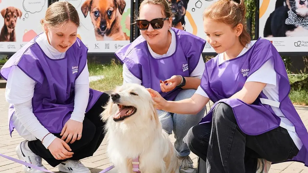 Столичные цифровые проекты помогают поддерживать бездомных животных