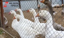 Прокуратура Омутинского района поддержала мальчика-инвалида после нападения гусей prokuratura omutinskogo rajona podderzhala malchikainvalida posle napadeniya gusej-ul-rks-ru-0