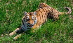 Сергей Арамилев о ситуации с Амурским тигром в Приморье и Центре «Амурский тигр» sergej aramilev o situaczii s amurskim tigrom v primore i czentre amurskij tigr-ul-rks-ru-0