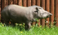 Тапир Сью из Детройта и Москвы провела долгую жизнь в Московском зоопарке tapir syu iz detrojta i moskvy provela dolguyu zhizn v moskovskom zooparke-ul-rks-ru-0