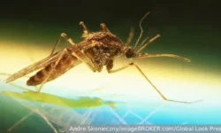 В Исландии впервые обнаружен устойчивый комар вида Culiseta annulata v islandii vpervye obnaruzhen ustojchivyj komar vida -ul-rks-ru-0