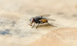 В Великобритании и Приморье зарегистрированы случаи сепсиса и анафилактического шока после укусов насекомых v velikobritanii i primore zaregistrirovany sluchai sepsisa i anafilakticheskogo shoka posle ukusov nasekomyh-ul-rks-ru-0