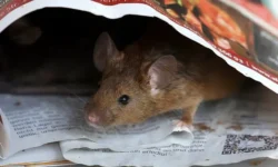 Бдительный персонал отеля разоблачил туристов с мышью из зоомагазина bditelnyj personal otelya razoblachil turistov s myshyu iz zoomagazina-ul-rks-ru-0