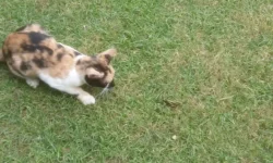 Биологи исследовали, какие насекомые чаще всего становятся добычей кошек biologi issledovali kakie nasekomye chashhe vsego stanovyatsya dobychej koshek-ul-rks-ru-0