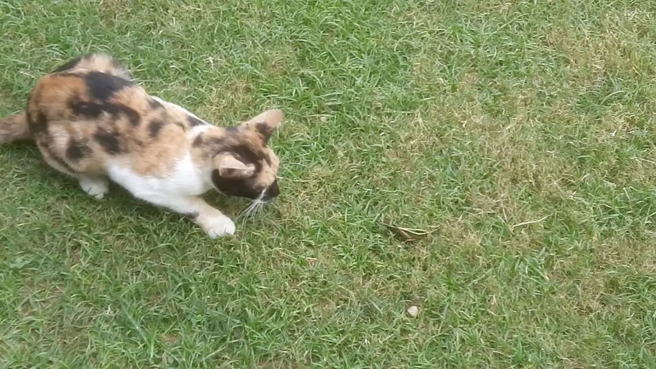 Биологи исследовали, какие насекомые чаще всего становятся добычей кошек-0