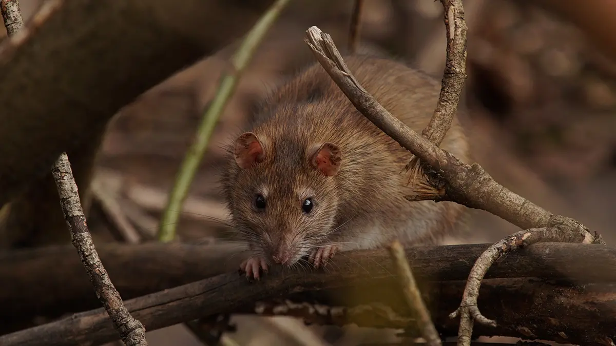 Выживавшая в дикой природе китаянка ела крыс 35 дней и похудела на 14 килограммов