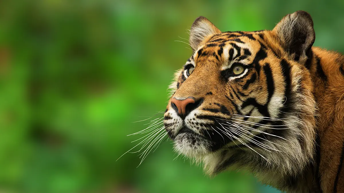 Тигр разорвал мужчину в лесу