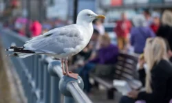Исследование Нильтье Бугерт о способах дружелюбного отпугивания чаек в Юго-Западной Англии issledovanie nilte bugert o sposobah druzhelyubnogo otpugivaniya chaek v yugozapadnoj anglii-ul-rks-ru-0