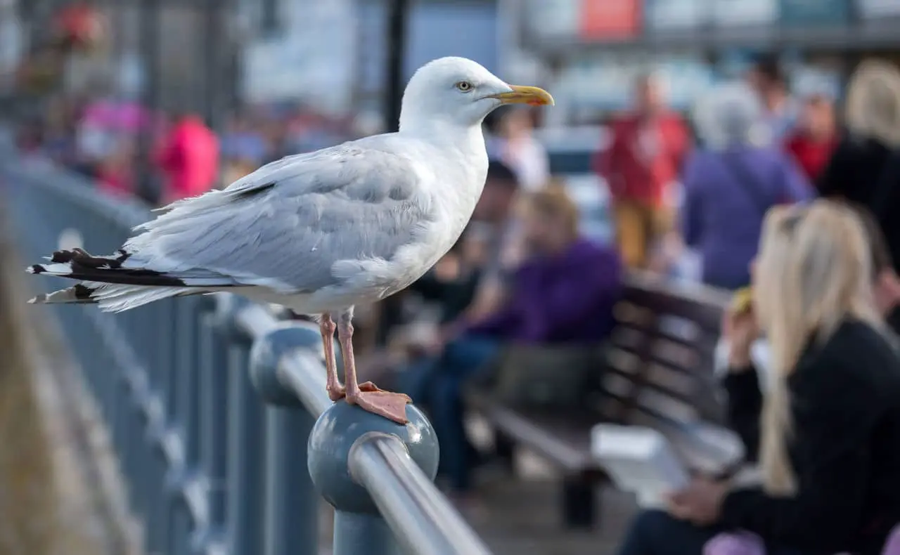 Исследование Нильтье Бугерт о способах дружелюбного отпугивания чаек в Юго-Западной Англии-0