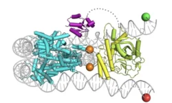 Исследователи МГУ создали уникальную модель взаимодействия ПАРП и ДНК issledovateli mgu sozdali unikalnuyu model vzaimodejstviya parp i dnk-ul-rks-ru-0