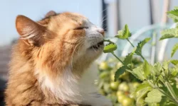 Как девушка с помощью кошачьей мяты изменила жизнь бывшего kak devushka s pomoshhyu koshachej myaty izmenila zhizn byvshego-ul-rks-ru-0