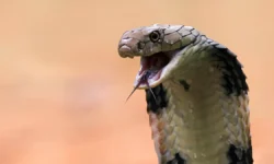 Королевская кобра стала частью приключения российских туристов в Пхукете korolevskaya kobra stala chastyu priklyucheniya rossijskih turistov v phukete-ul-rks-ru-0