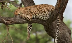 Леопарды в Уттар-Прадеш и Уттаракханд изменяются под влиянием тигров и сельских полей leopardy v uttarpradesh i uttarakhand izmenyayutsya pod vliyaniem tigrov i selskih polej-ul-rks-ru-0