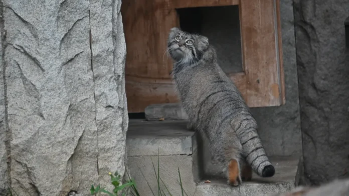 manul timofej ishhet paru v moskovskom zooparke dlya redkogo potomstva-ul-rks-ru-0