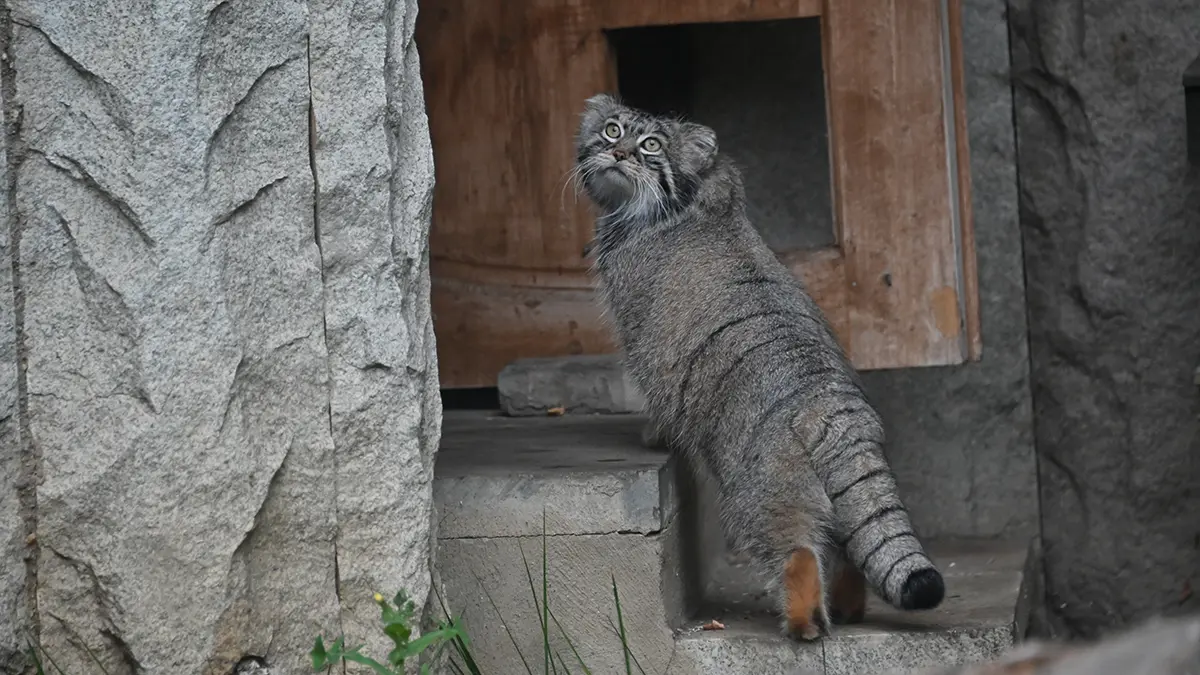 Московский зоопарк ищет манулу Тимофею невесту «редкой крови»