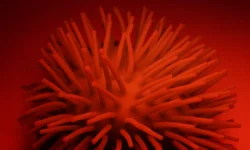 Мари-Анн Рамей-Вельти из Института Пастера обсудила перспективы борьбы с птичьим гриппом и пандемией mariann ramejvelti iz instituta pastera obsudila perspektivy borby s ptichim grippom i pandemiej-ul-rks-ru-0