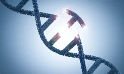 МГНЦ сообщает о выявлении новой мутации AFF3, связанной с синдромом KINSSHIP mgncz soobshhaet o vyyavlenii novoj mutaczii 3 svyazannoj s sindromom -ul-rks-ru-0