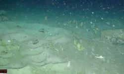 Научная экспедиция в море Уэдделла обнаружила уникальные колонии Антарктиды nauchnaya ekspedicziya v more ueddella obnaruzhila unikalnye kolonii antarktidy-ul-rks-ru-0