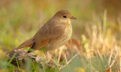 Новое исследование Чжэцзянского университета демонстрирует, как пение птиц помогает бороться с депрессией novoe issledovanie chzheczzyanskogo universiteta demonstriruet kak penie pticz pomogaet borotsya s depressiej-ul-rks-ru-0