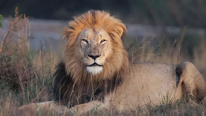 oleg zubkov delitsya radostyu o lve v parke tajgan-ul-rks-ru-0
