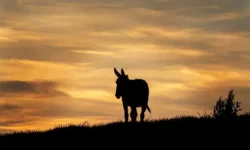 podderzhka svetlany akulovoj ot viktora soboleva o zhorike iz svo-ul-rks-ru-0