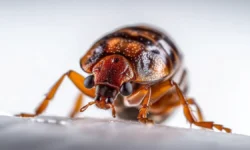 Позитивный отдых на Бали с рекомендациями по защите от клопов в хостелах pozitivnyj otdyh na bali s rekomendacziyami po zashhite ot klopov v hostelah-ul-rks-ru-0