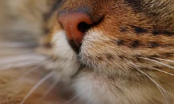 Станция Киси скорбит о завершении службы легендарной кошки Нитамы stancziya kisi skorbit o zavershenii sluzhby legendarnoj koshki nitamy-ul-rks-ru-0