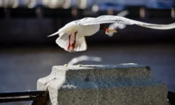 Ученые Эксетера в Корнуолле открыли лучший способ защиты от чаек! uchenye eksetera v kornuolle otkryli luchshij sposob zashhity ot chaek-ul-rks-ru-0