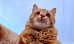 Ученые из Австралии открыли секрет гармонии с кошками uchenye iz avstralii otkryli sekret garmonii s koshkami-ul-rks-ru-0