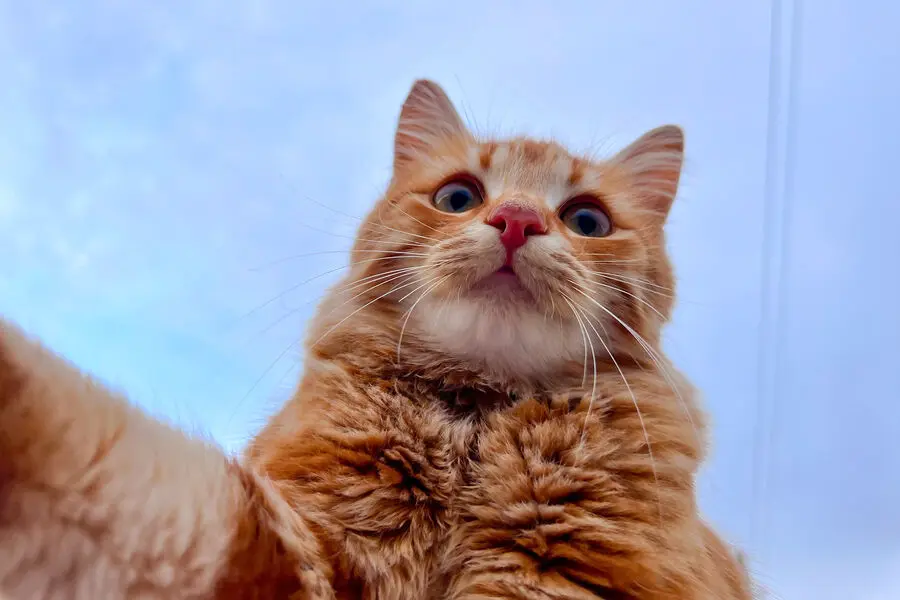 Ученые из Австралии открыли секрет гармонии с кошками-0