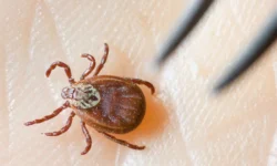 Ученые Университета Вирджинии и Николай Крючков о синдроме от укуса клеща uchenye universiteta virdzhinii i nikolaj kryuchkov o sindrome ot ukusa kleshha-ul-rks-ru-0