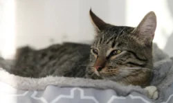 В Подмосковье ветеринары составили список необычных кличек питомцев v podmoskove veterinary sostavili spisok neobychnyh klichek pitomczev-ul-rks-ru-0