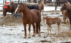vozrozhdenie starozhilovskogo konnogo zavoda barona fon derviza v ryazanskoj oblasti-ul-rks-ru-0