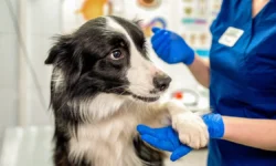 Юлия Градова и Михаил Шеляков о здоровье и благополучии любимых питомцев yuliya gradova i mihail shelyakov o zdorove i blagopoluchii lyubimyh pitomczev-ul-rks-ru-0