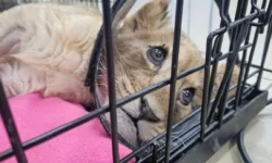 Дмитрию Котову грозит наказание за содержание львенка согласно позиции Прокуратуры Москвы dmitriyu kotovu grozit nakazanie za soderzhanie lvenka soglasno poziczii prokuratury moskvy-ul-rks-ru-0